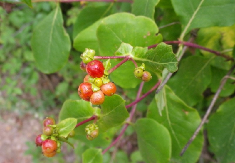 Lonicera etrusca / Caprifoglio etrusco